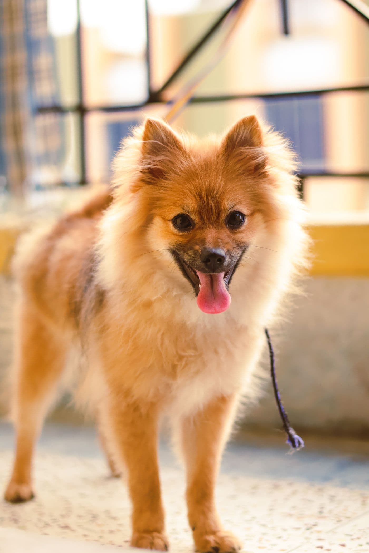 Nala — Pomeranian · Adopted