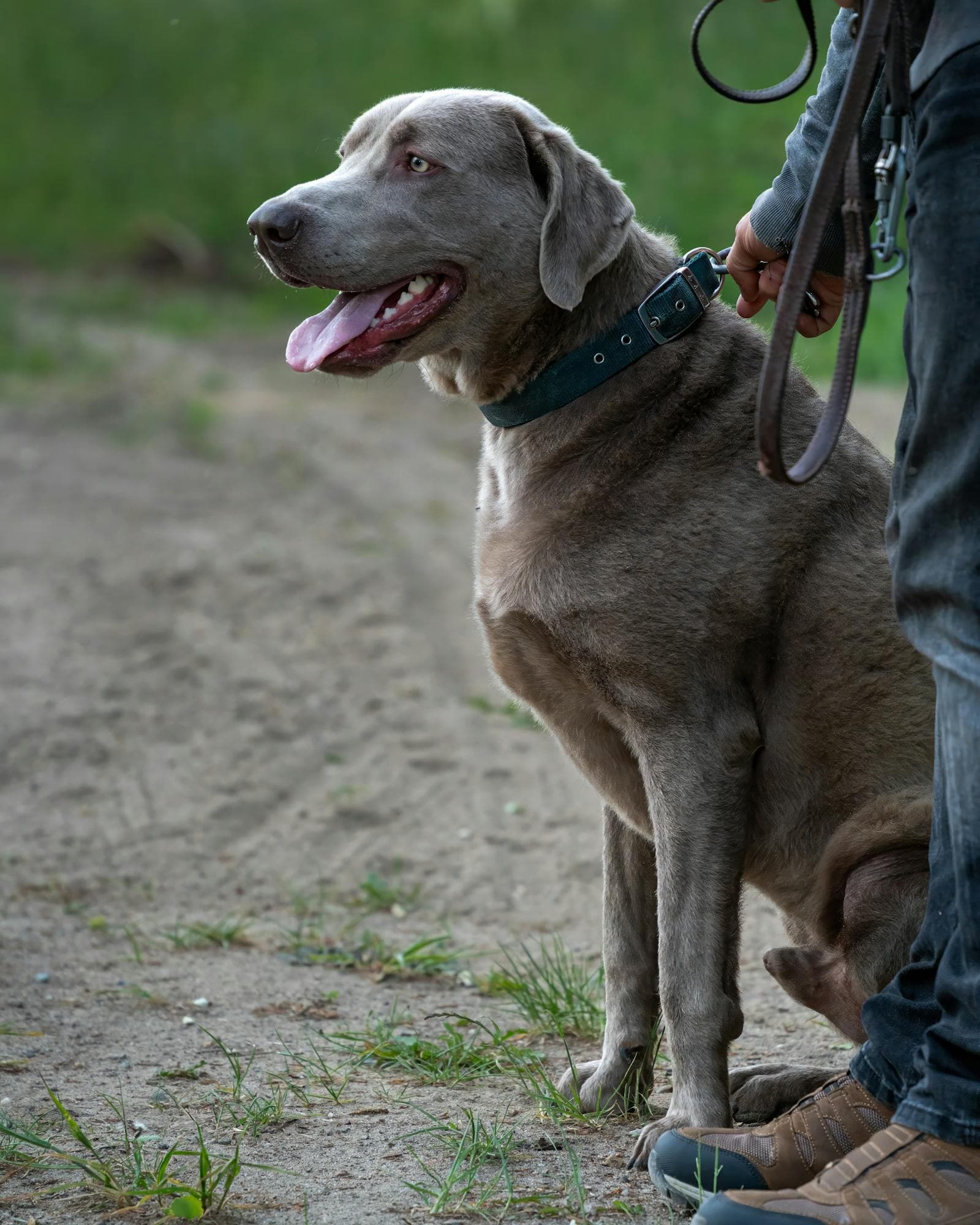 A grey dog sitting attentively, soft eyes